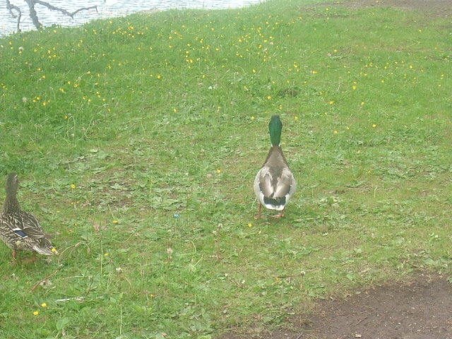 gal/Konferencie/Konferencia_PC_2007/From_Other_Participants/Ducks/oirp_DSCF2891.JPG