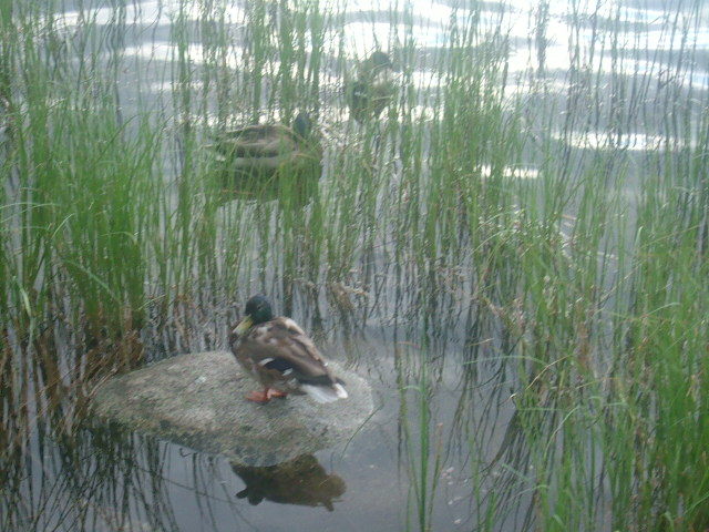 gal/Konferencie/Konferencia_PC_2007/From_Other_Participants/Ducks/oirp_DSCF2897.JPG