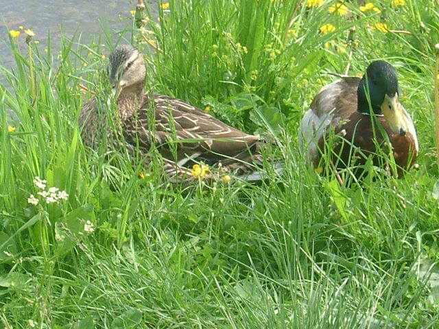 gal/Konferencie/Konferencia_PC_2007/From_Other_Participants/Ducks/oirp_DSCF3067.JPG